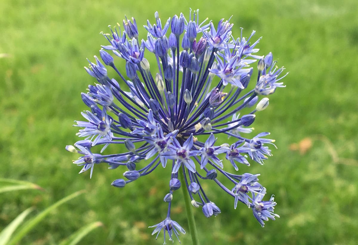 Allium caesium