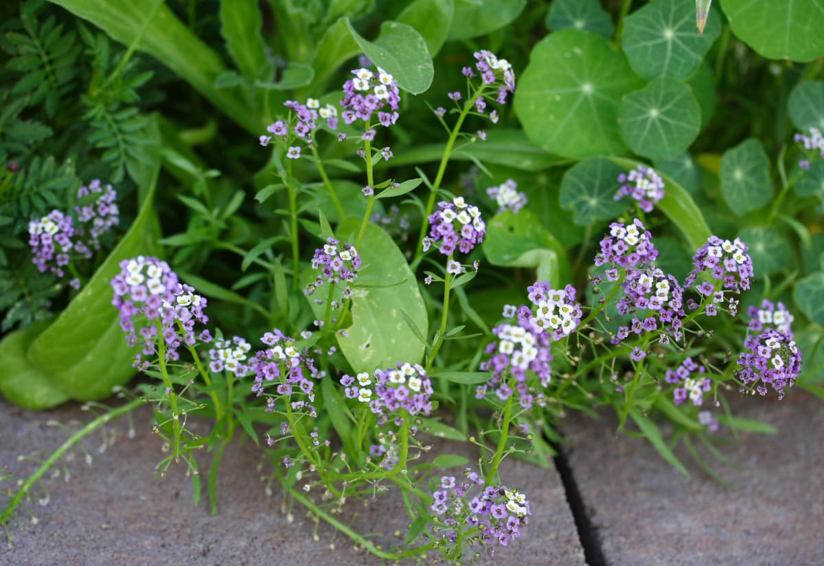 Alyssum 'Royal Carpet'
