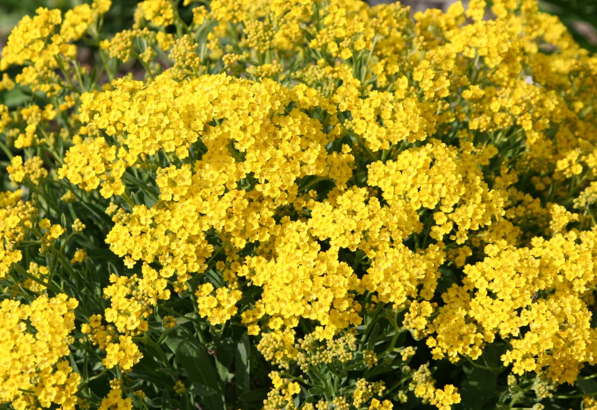 Alyssum saxatile