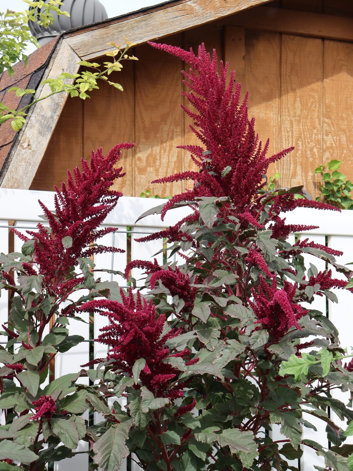 Amaranth 'Elena's Rojo'
