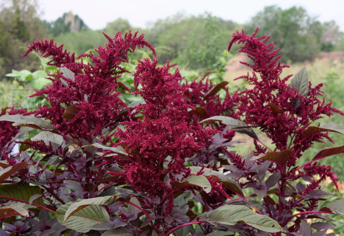 Amaranth 'Hopi Red Dye'