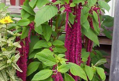 Amaranth 'Love Lies Bleeding'