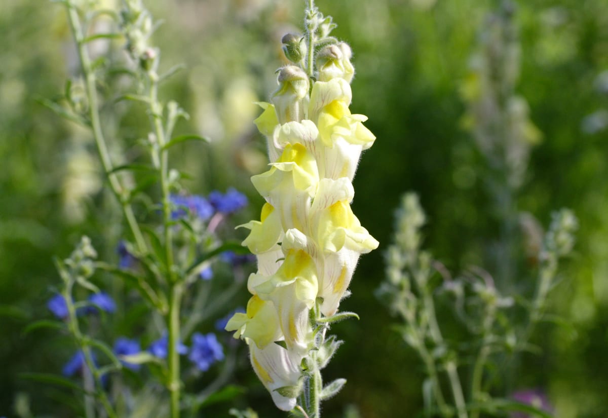 Antirrhinum braun-blanquetii