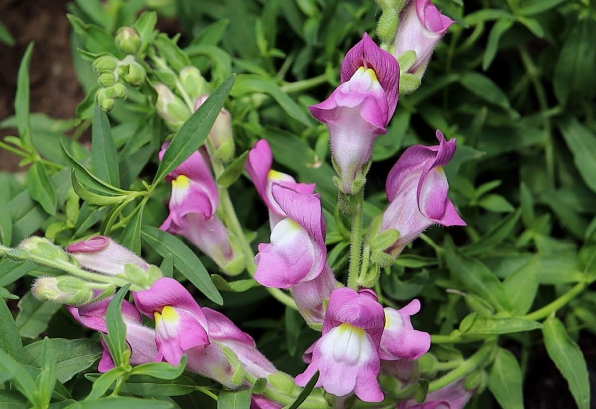 Antirrhinum majus ssp. majus