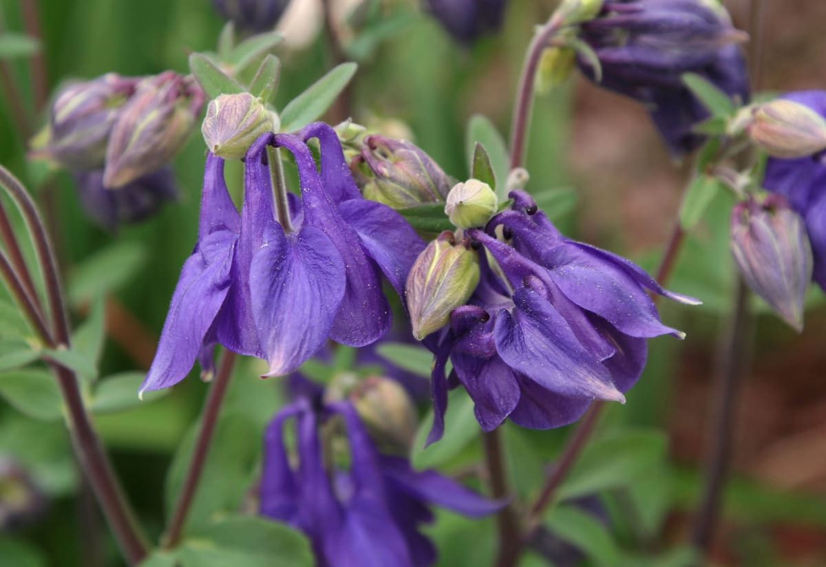 Aquilegia alpina