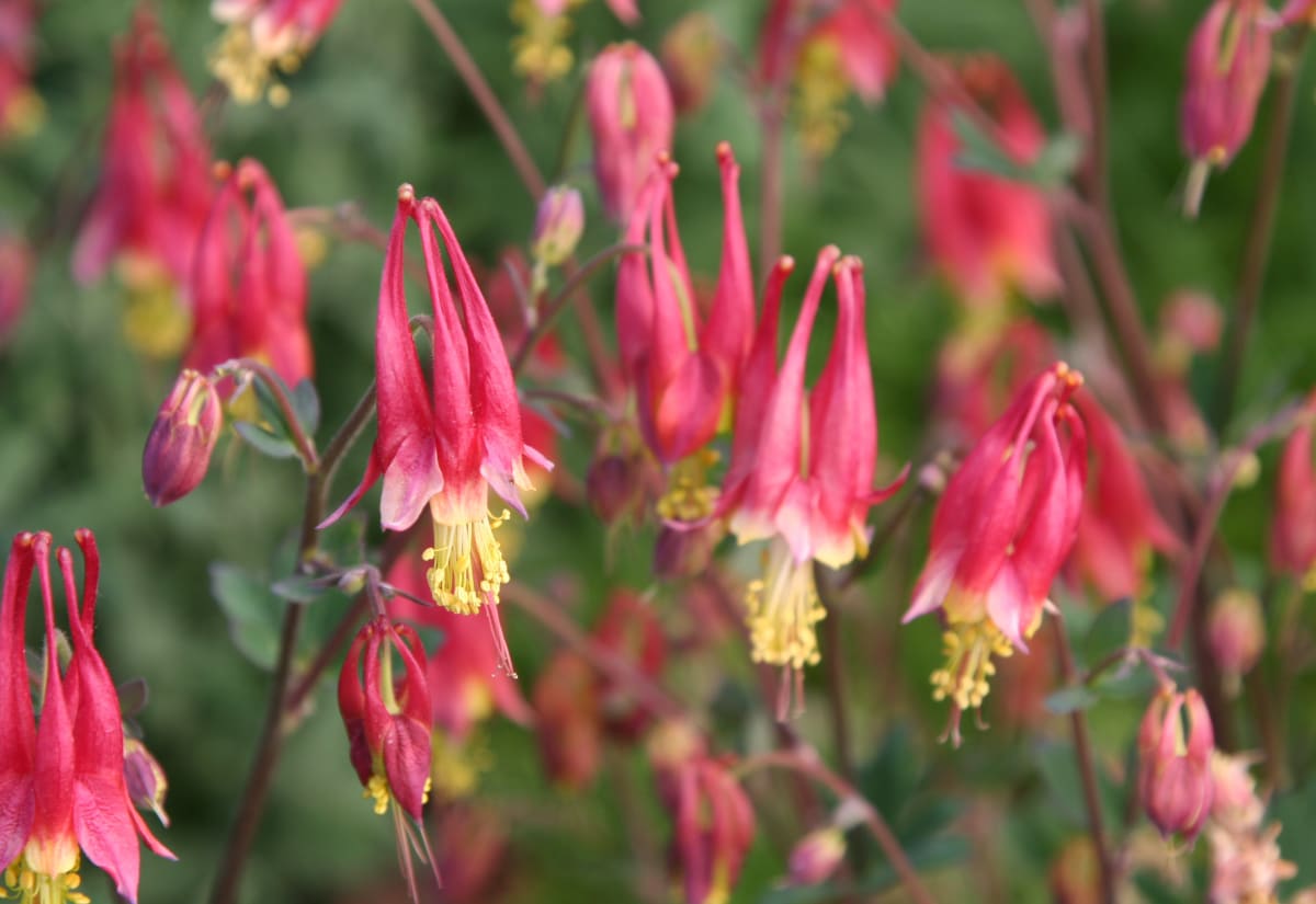 Aquilegia canadensis 'Little Lanterns'
