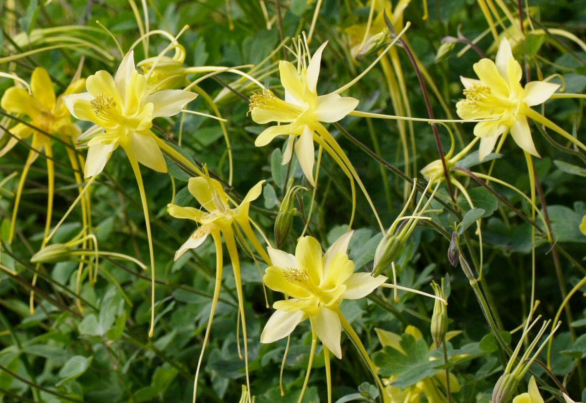Aquilegia chrysantha 'Long-Spurred Yellow'