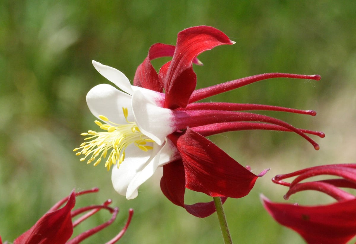Aquilegia caerulea 'Crimson Star'