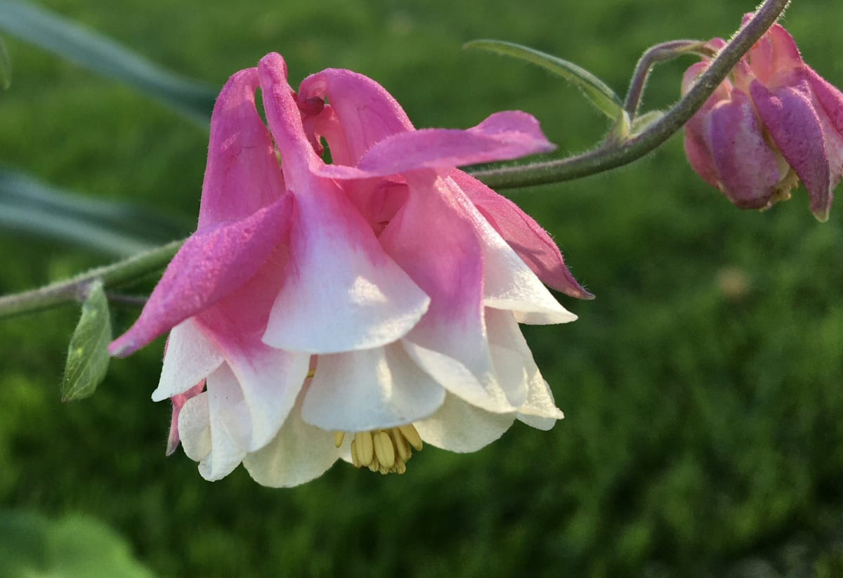 Aquilegia vulgaris 'Dorothy Rose'