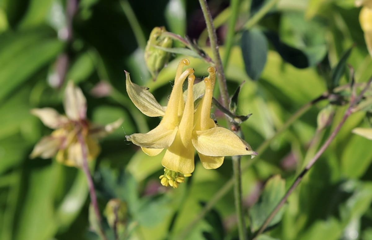 Aquilegia flavescens