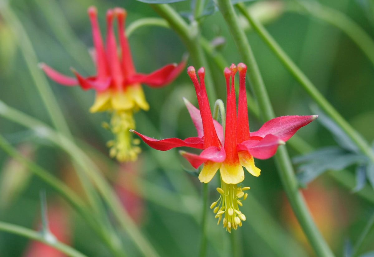 Aquilegia formosa