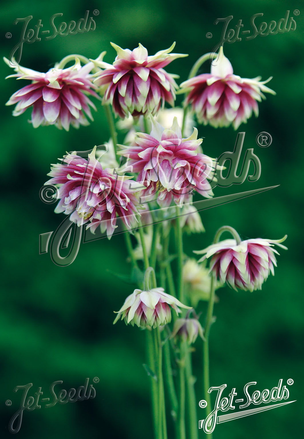 Aquilegia vulgaris 'Nora Barlow'