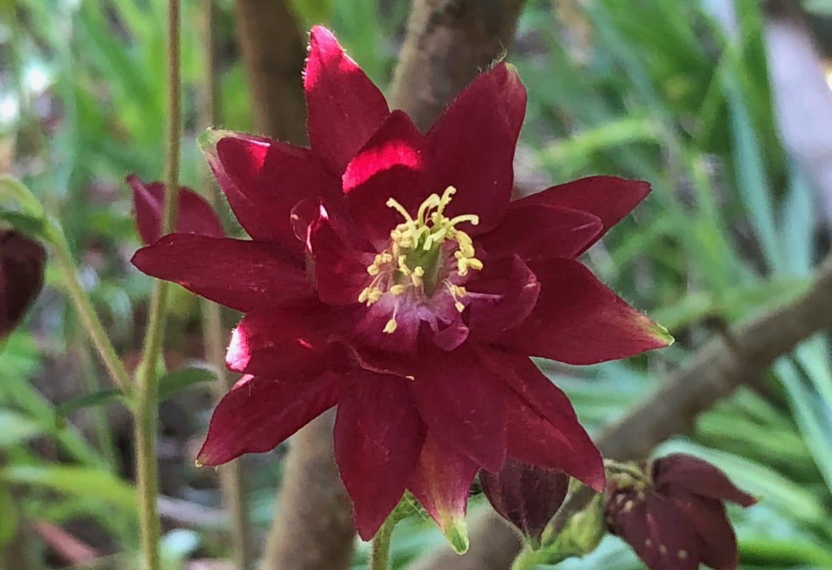 Aquilegia vulgaris 'Ruby Port'
