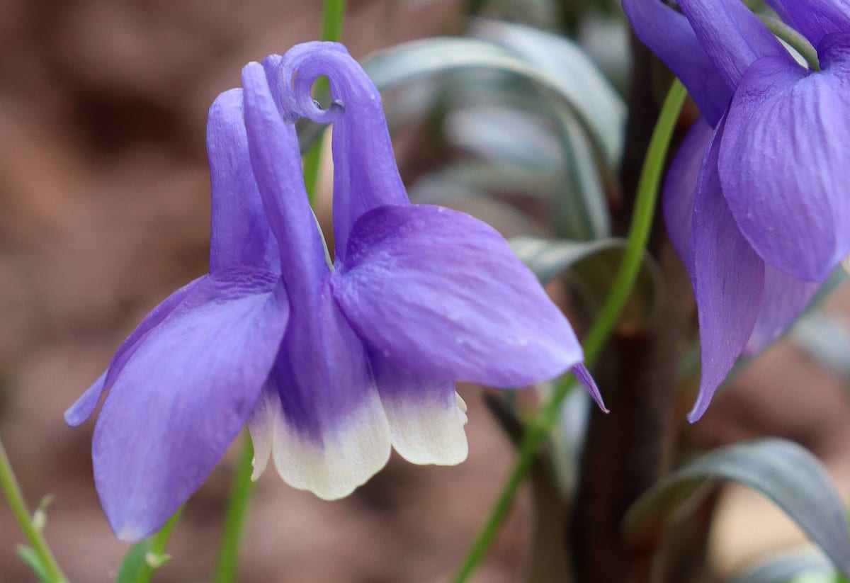 Aquilegia sibirica