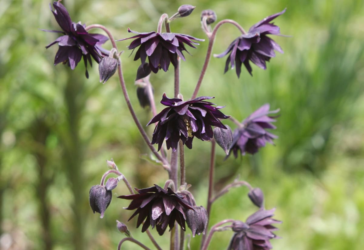 Aquilegia vulgaris 'Black Barlow'