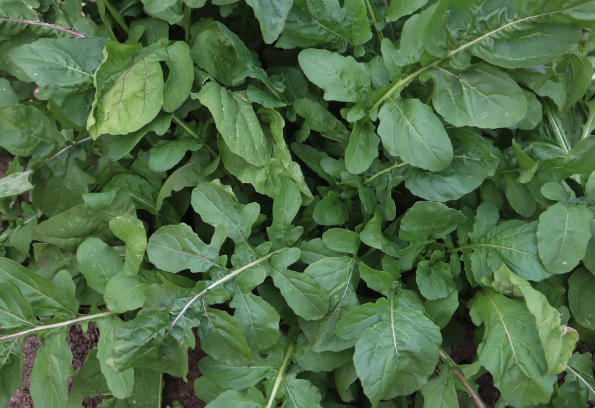 Arugula