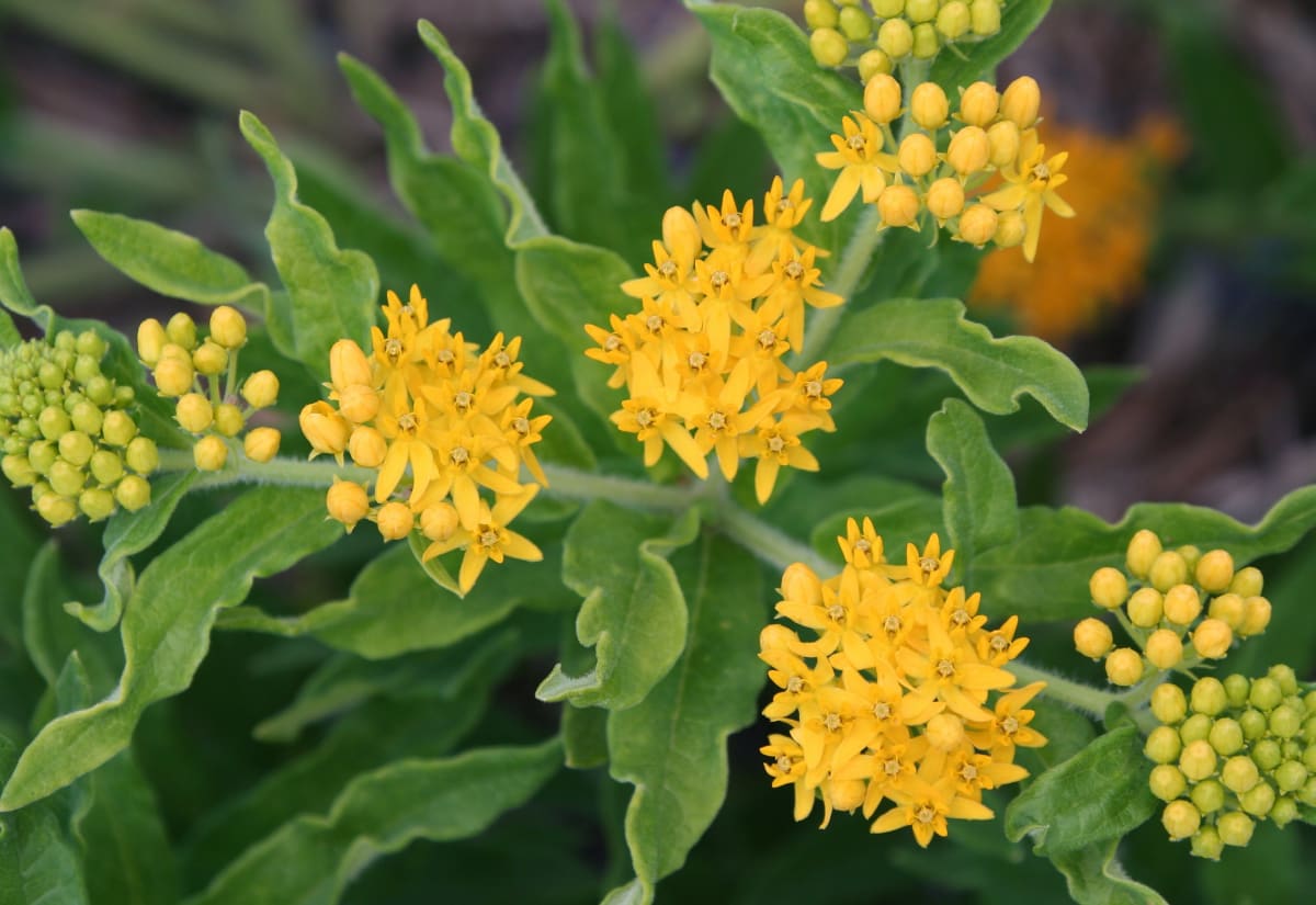 Asclepias tuberosa 'Hello Yellow'