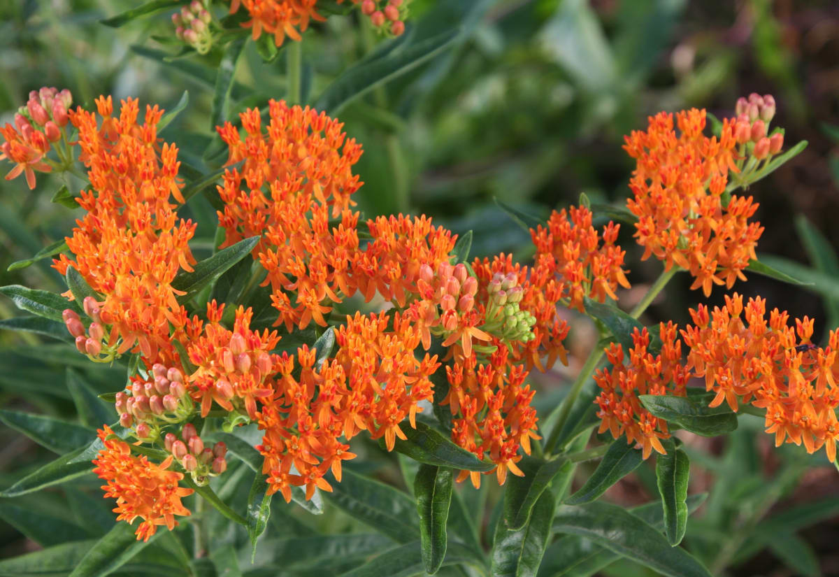 Asclepias tuberosa