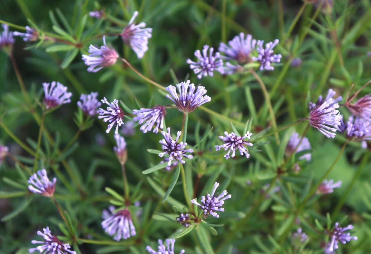 Blue Woodruff