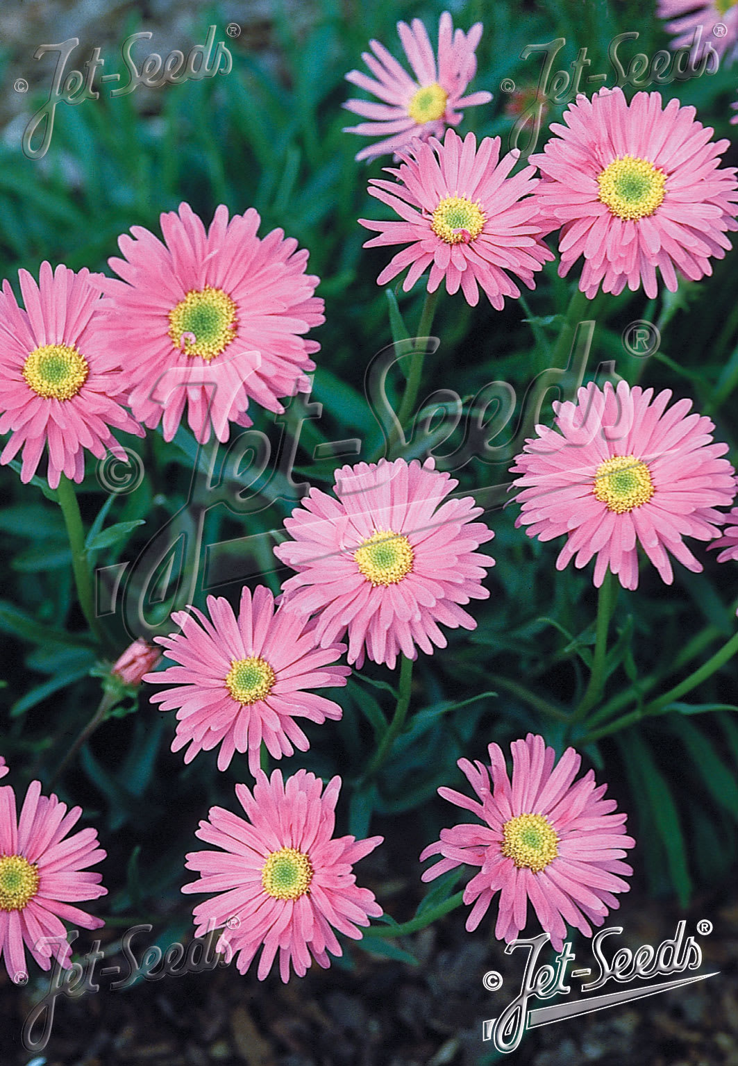 Aster alpinus 'Pinkie'