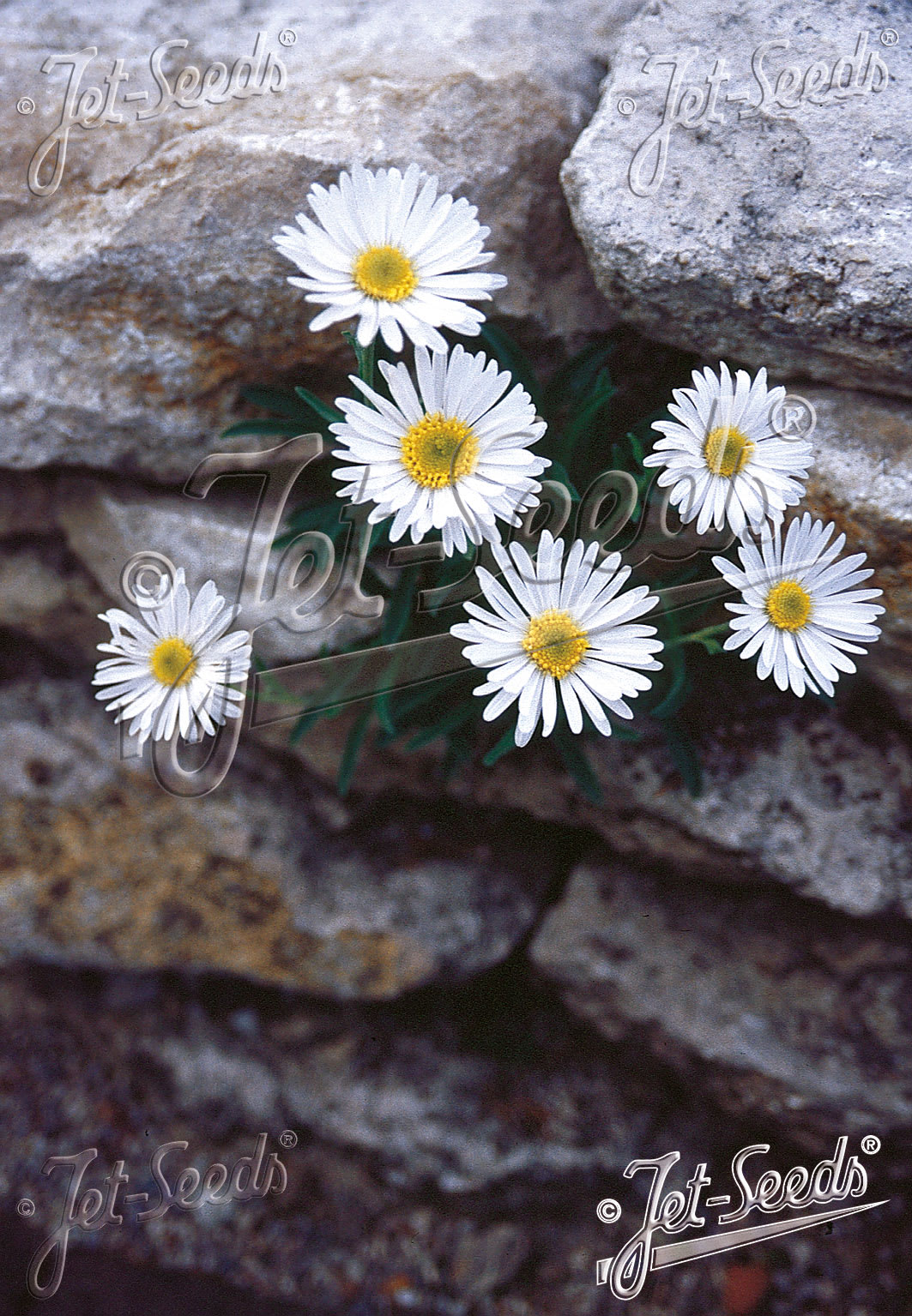 Aster alpinus 'White Beauty'
