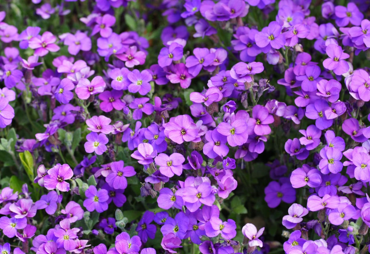 Aubrieta 'Whitewell Gem'