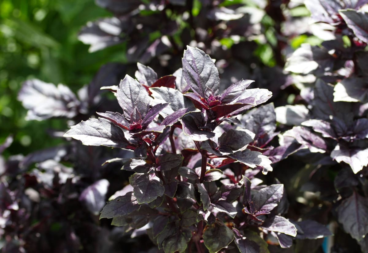 Basil 'Dark Opal'