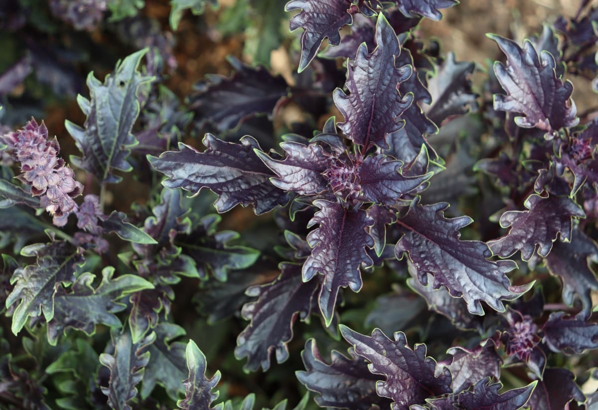 Basil 'Opalescent'