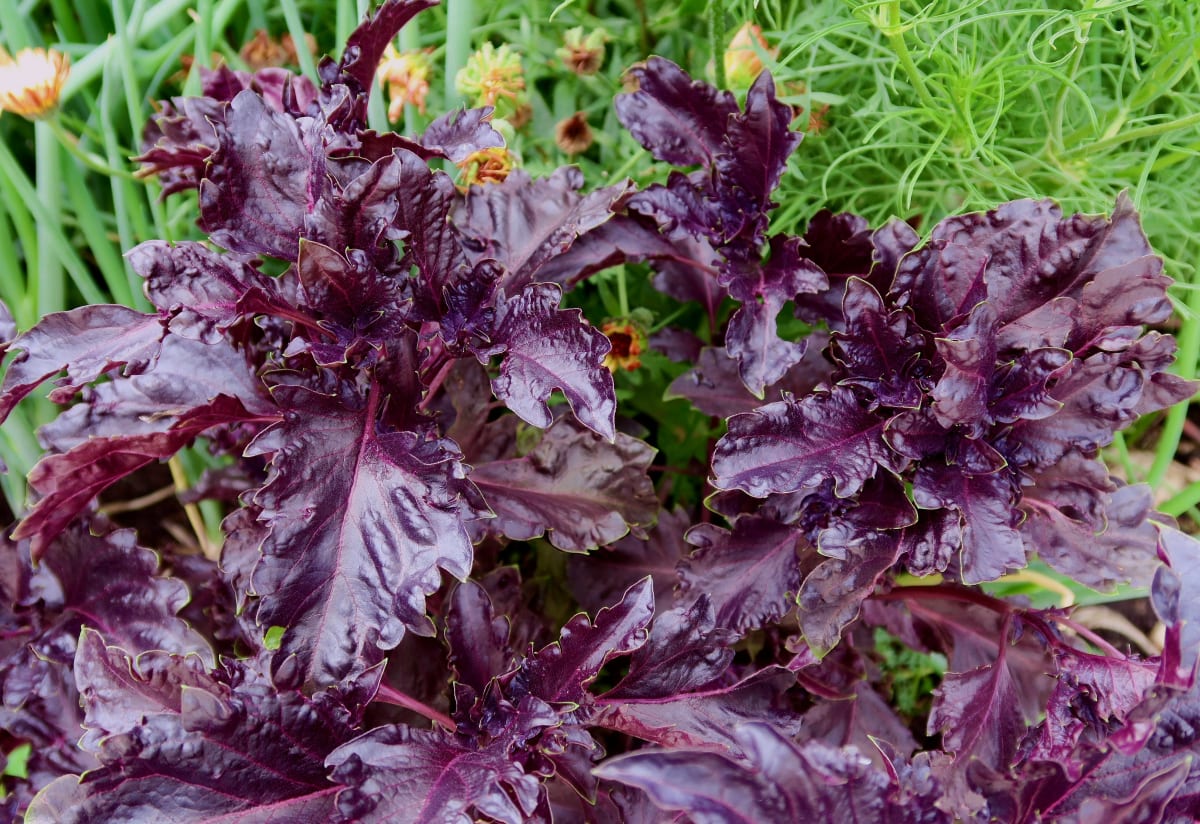 Basil 'Purple Ruffles'