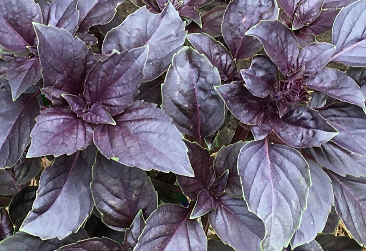 Basil 'Red Rubin'