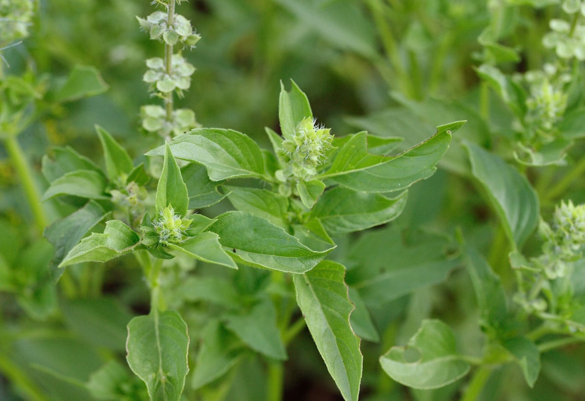 Basil 'Sweet Dani'