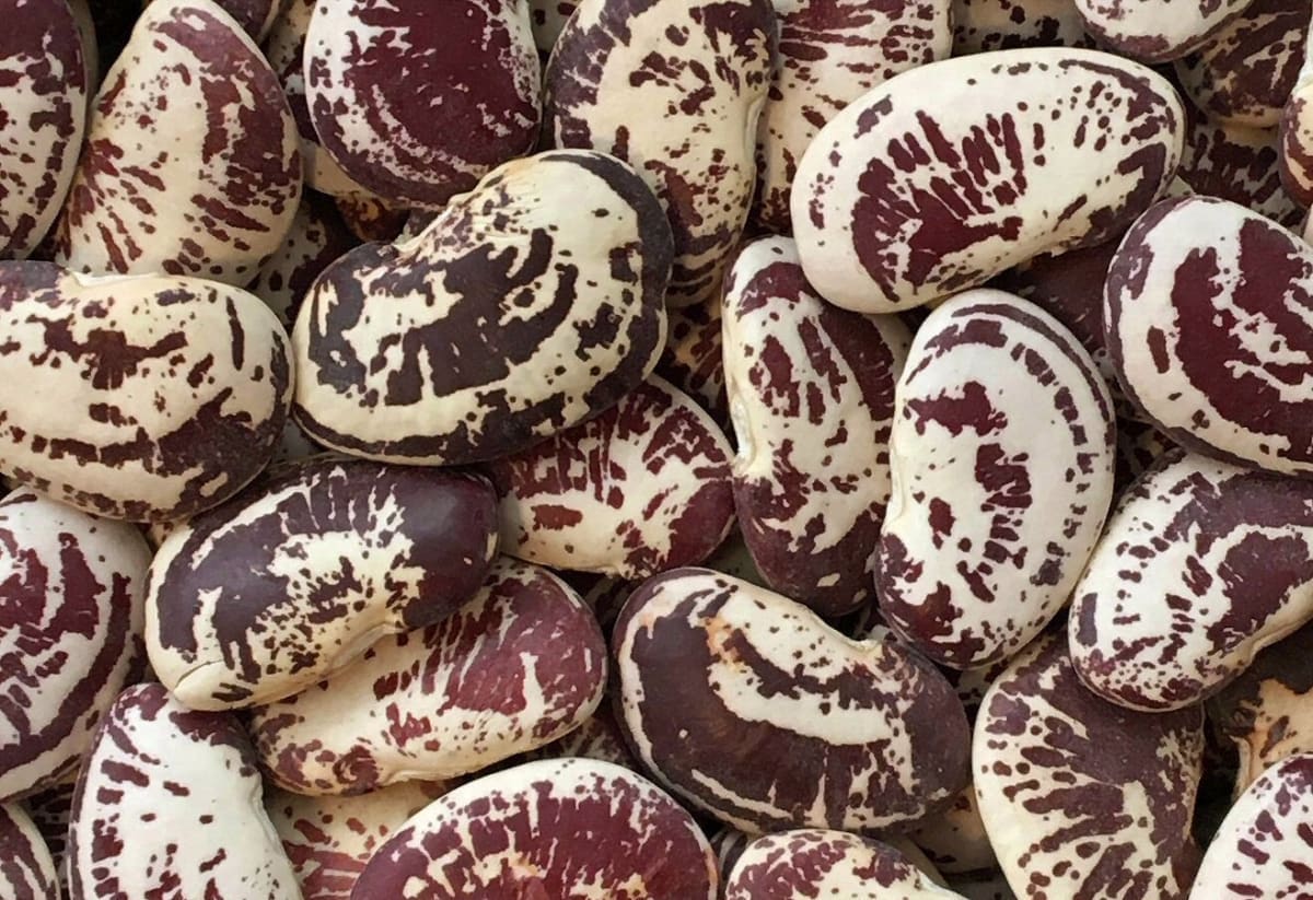 Bean 'Christmas Lima'