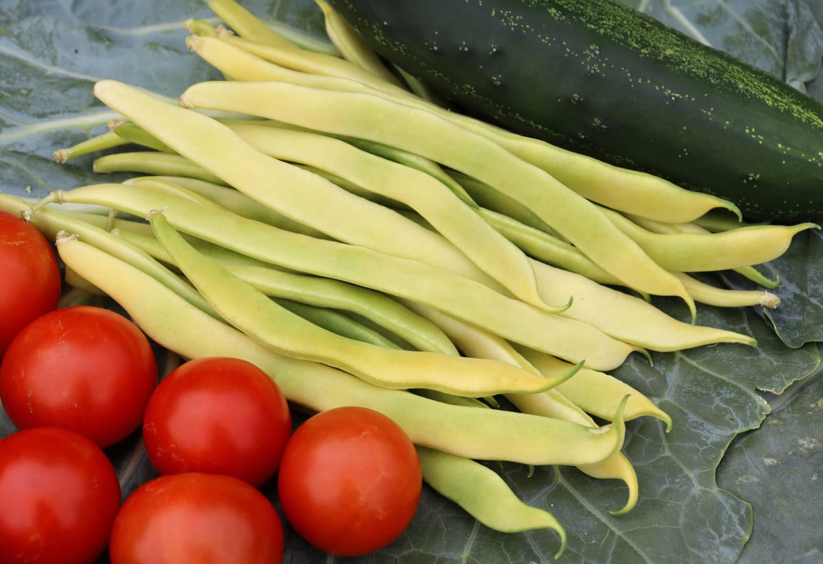 Bean 'Gold Nectar'
