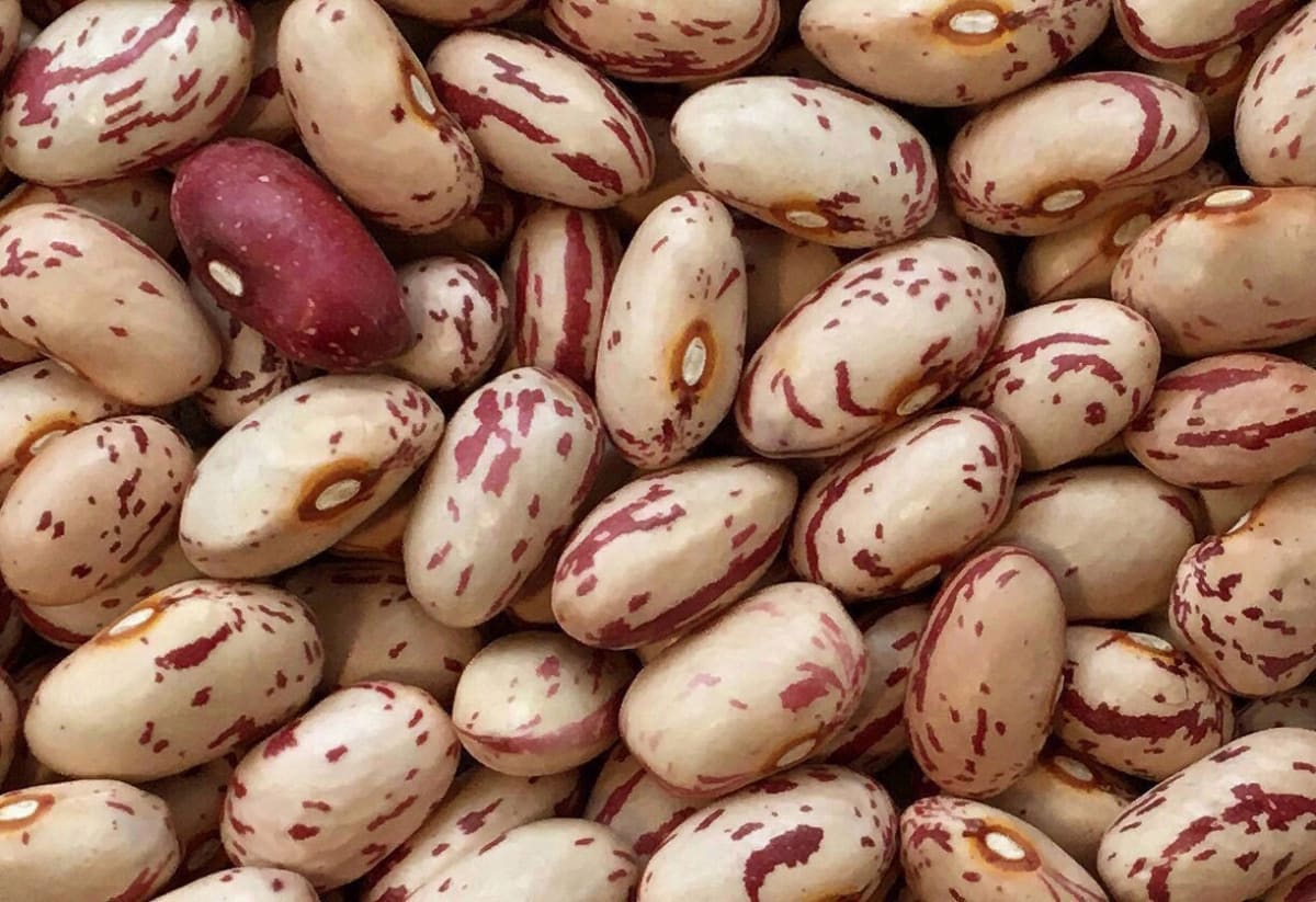 Bean 'Italian Cranberry'