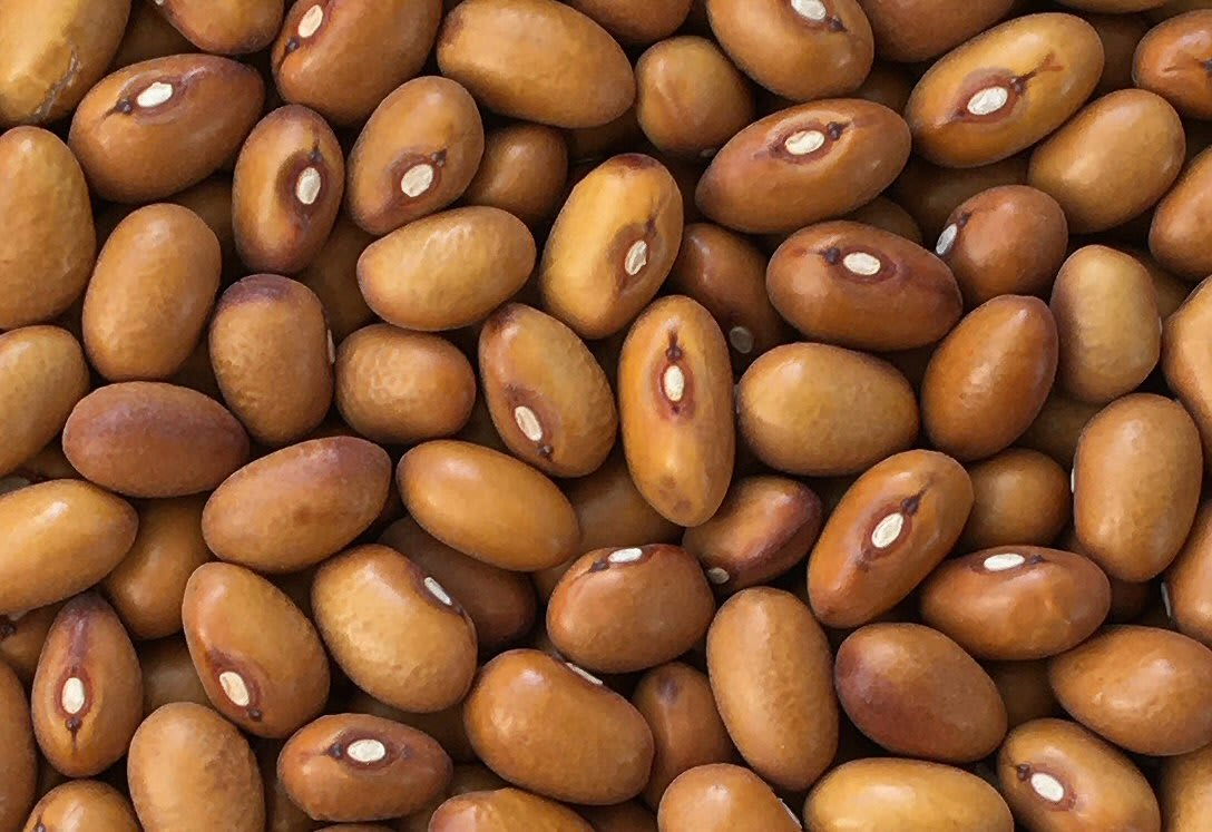 Bean 'Marfax'