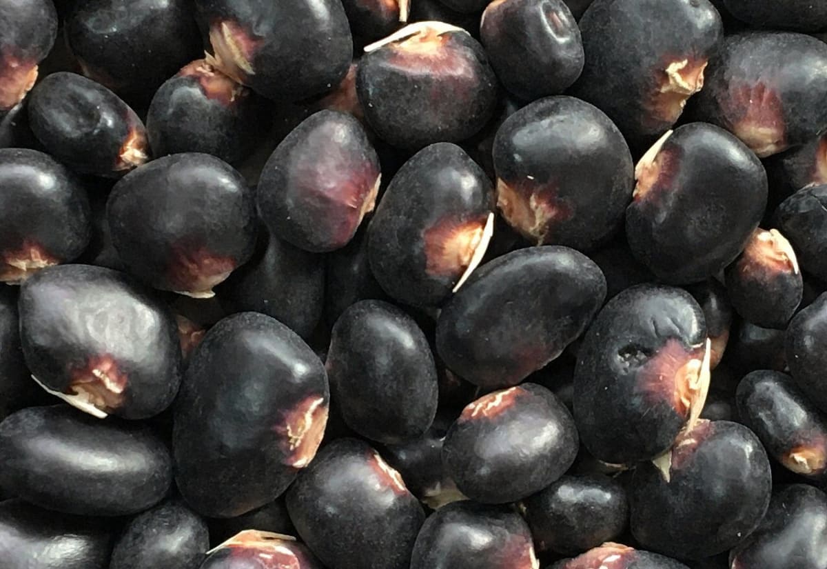 Bean 'Succotash'