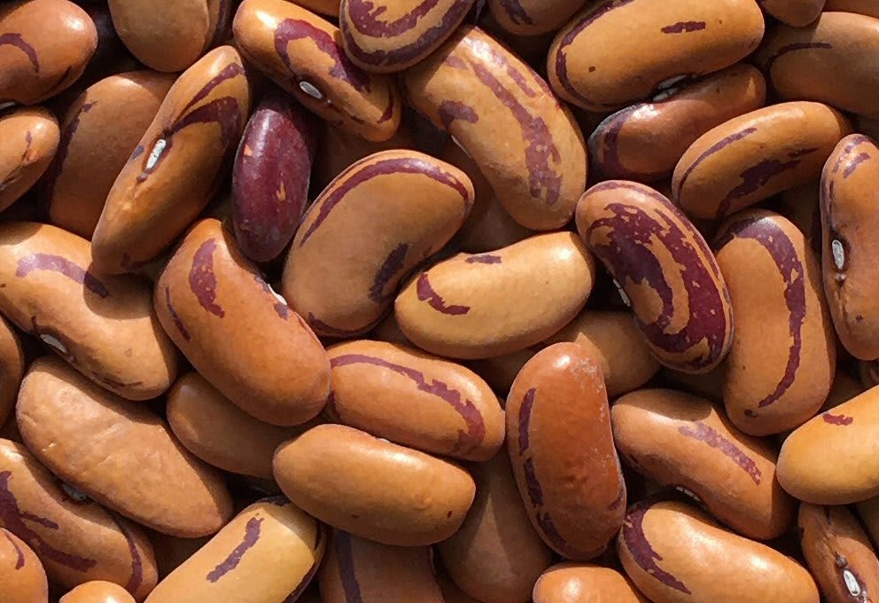 Bean 'Tiger's Eye'