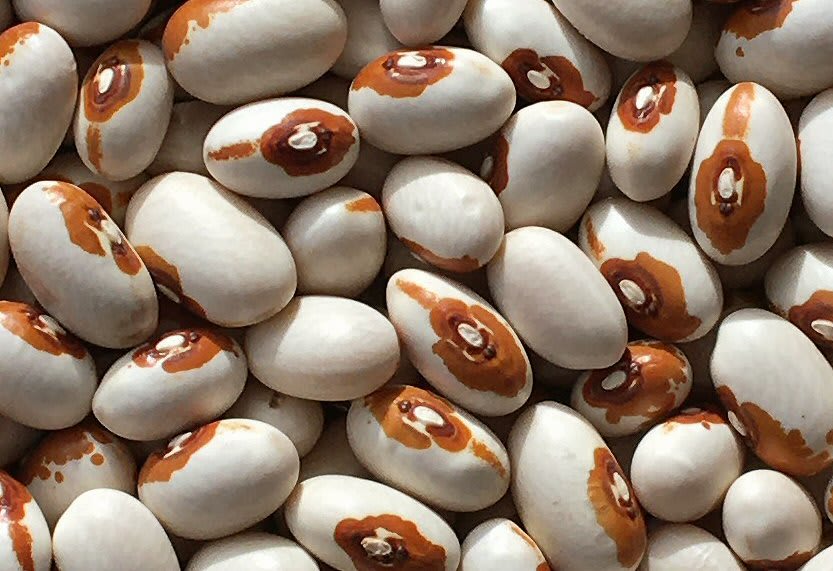 Bean 'Yellow Eye'