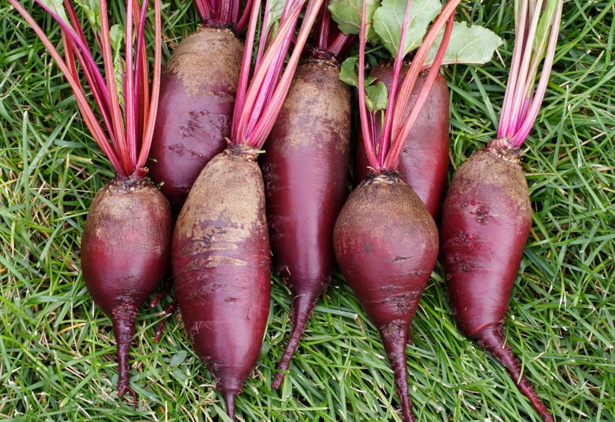 Beet 'Cylindra'