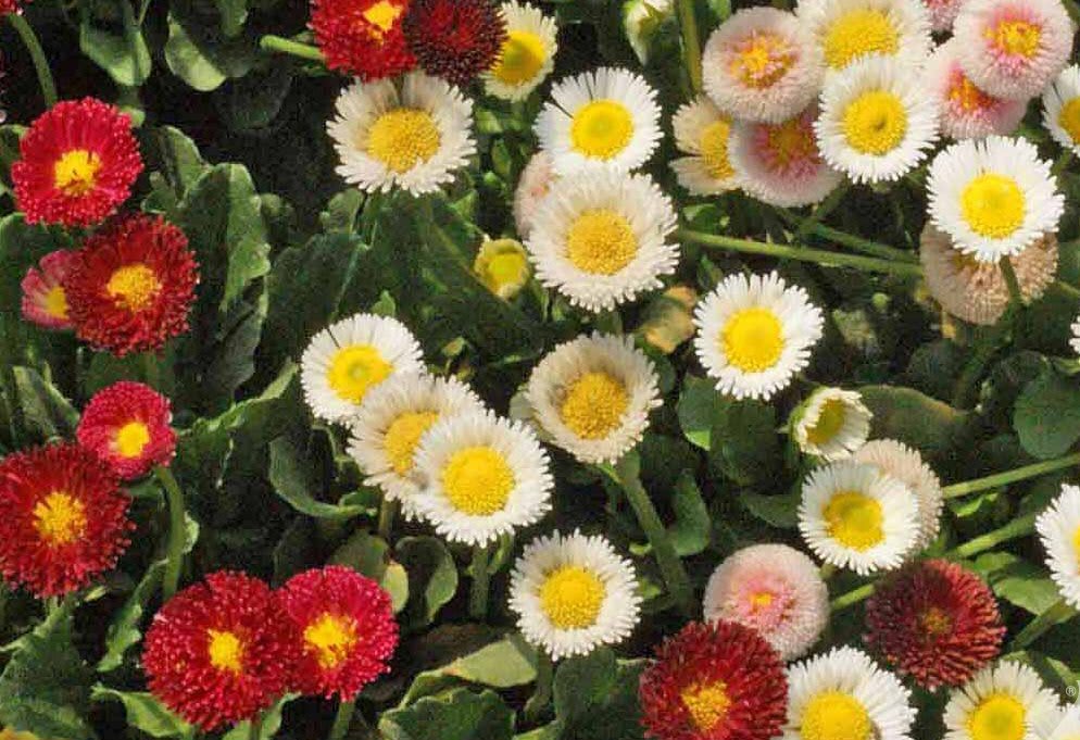 Bellis perennis Mix