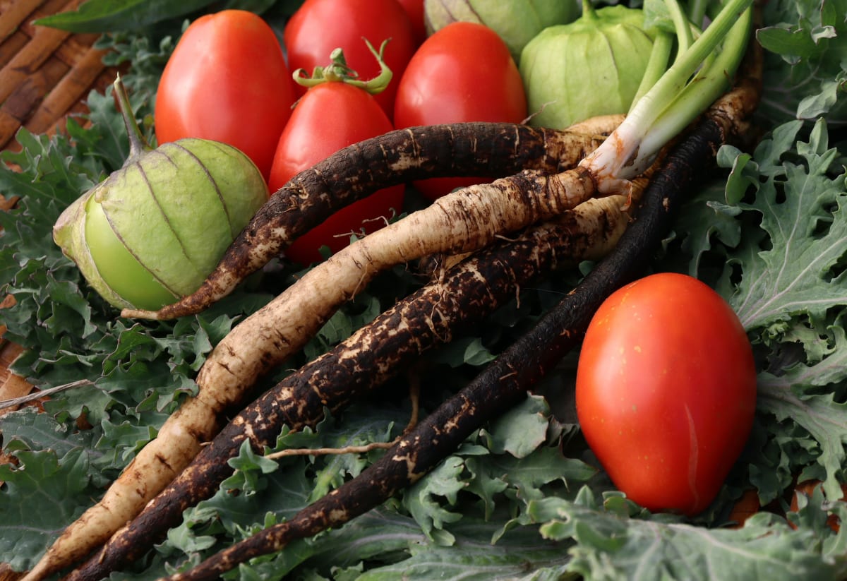 Black Salsify