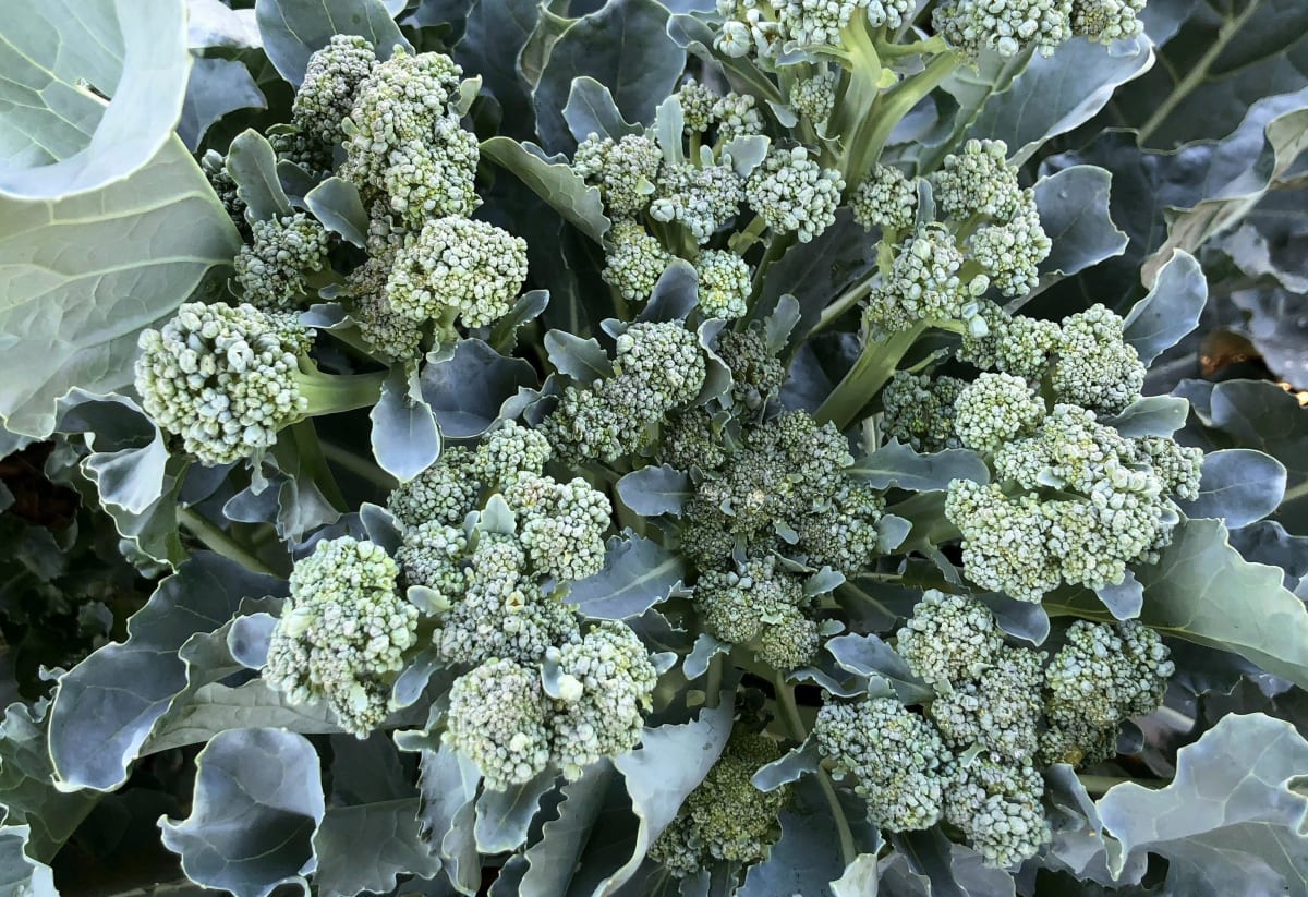 Broccoli 'De Cicco'