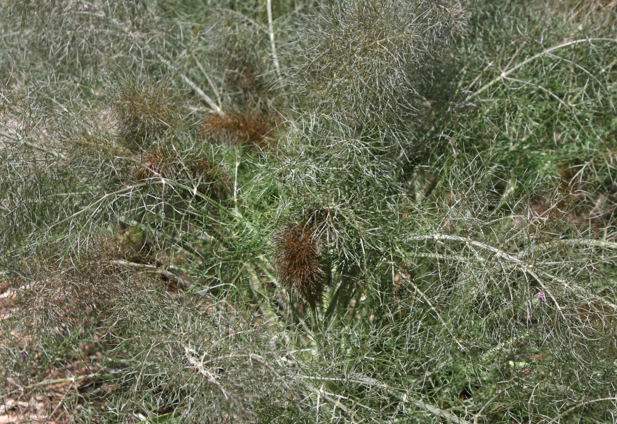 Bronze Fennel 'Smokey'