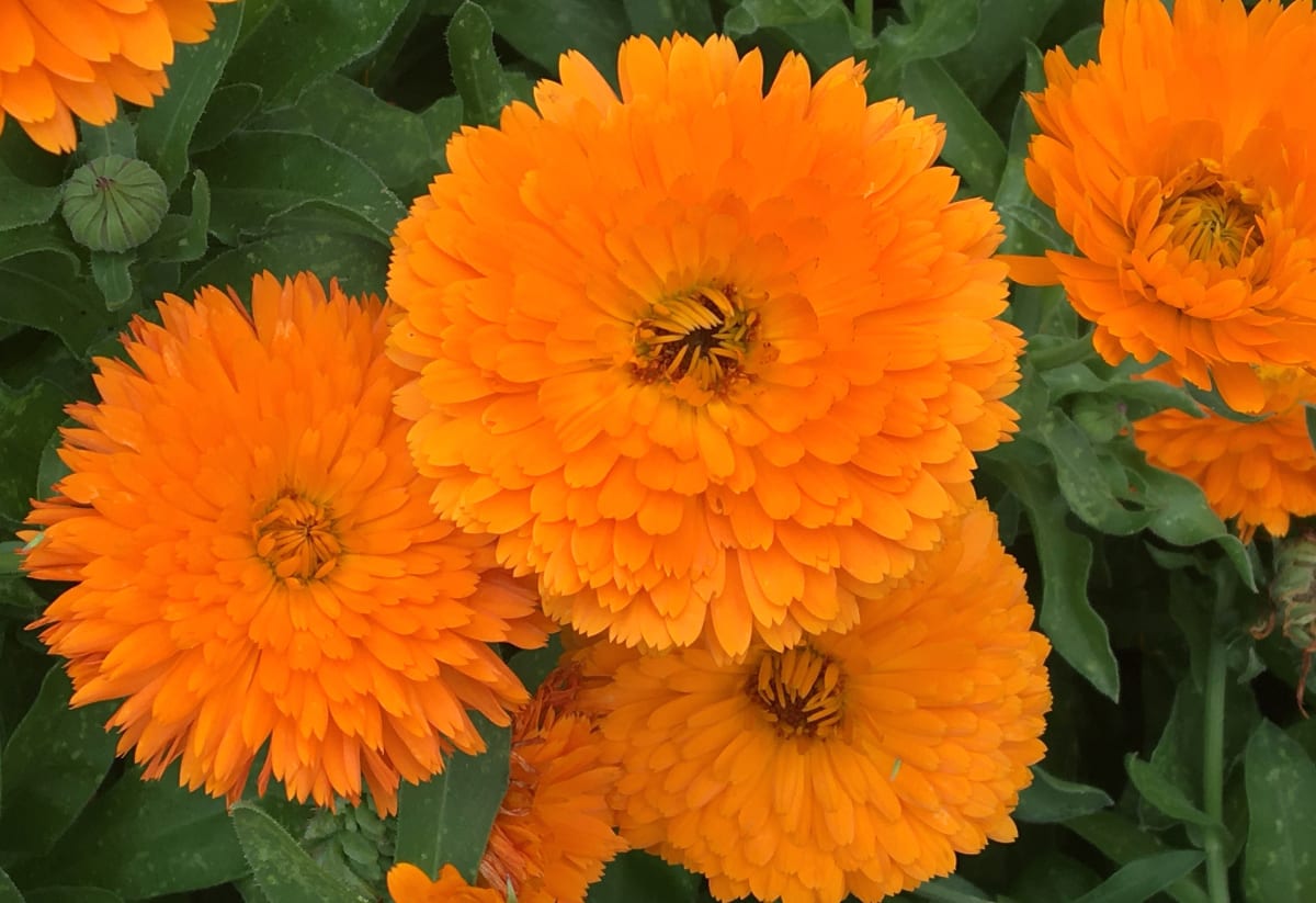 Calendula 'Erfurter'