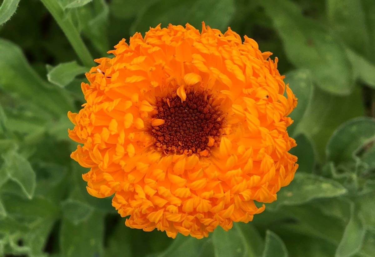 Calendula 'Neon'