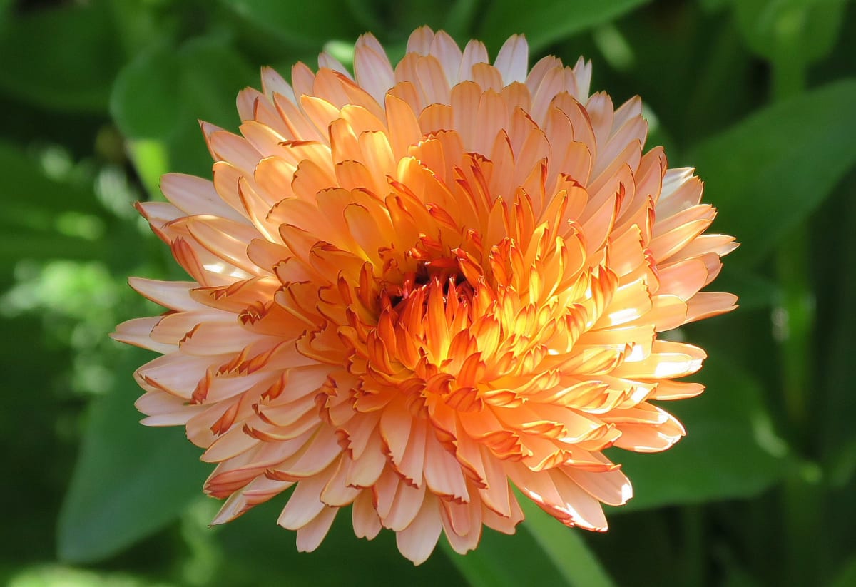 Calendula 'Zeolights'
