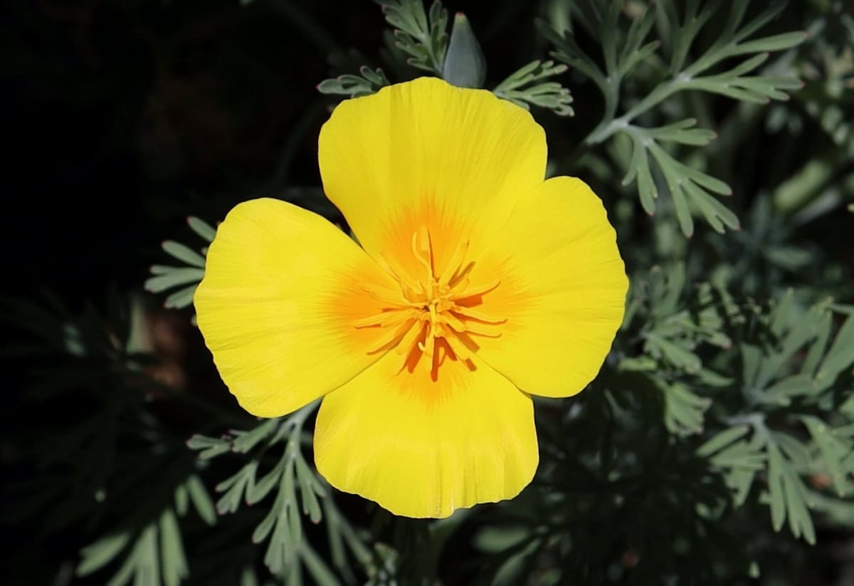 California Poppy 'Golden West'