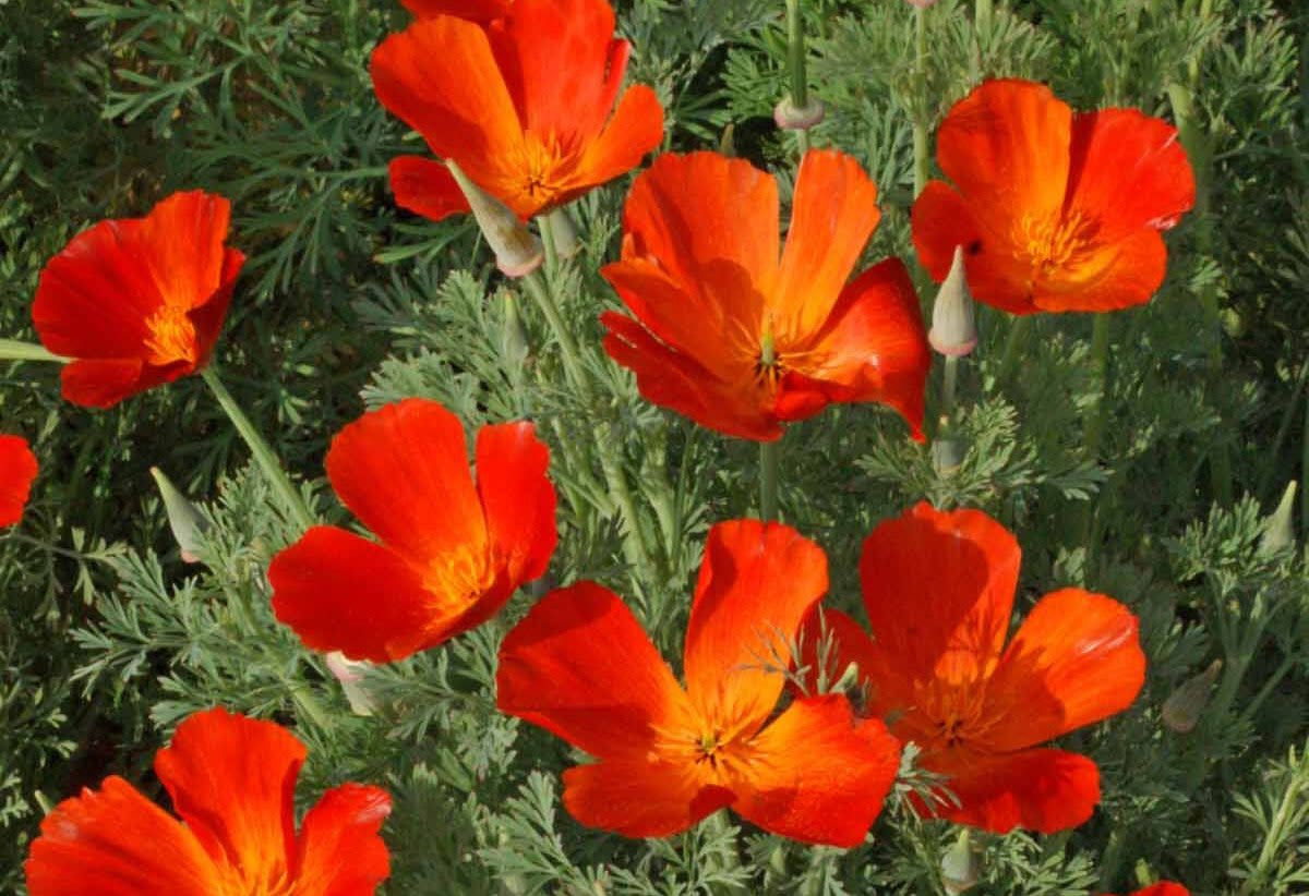 California Poppy 'Mikado'
