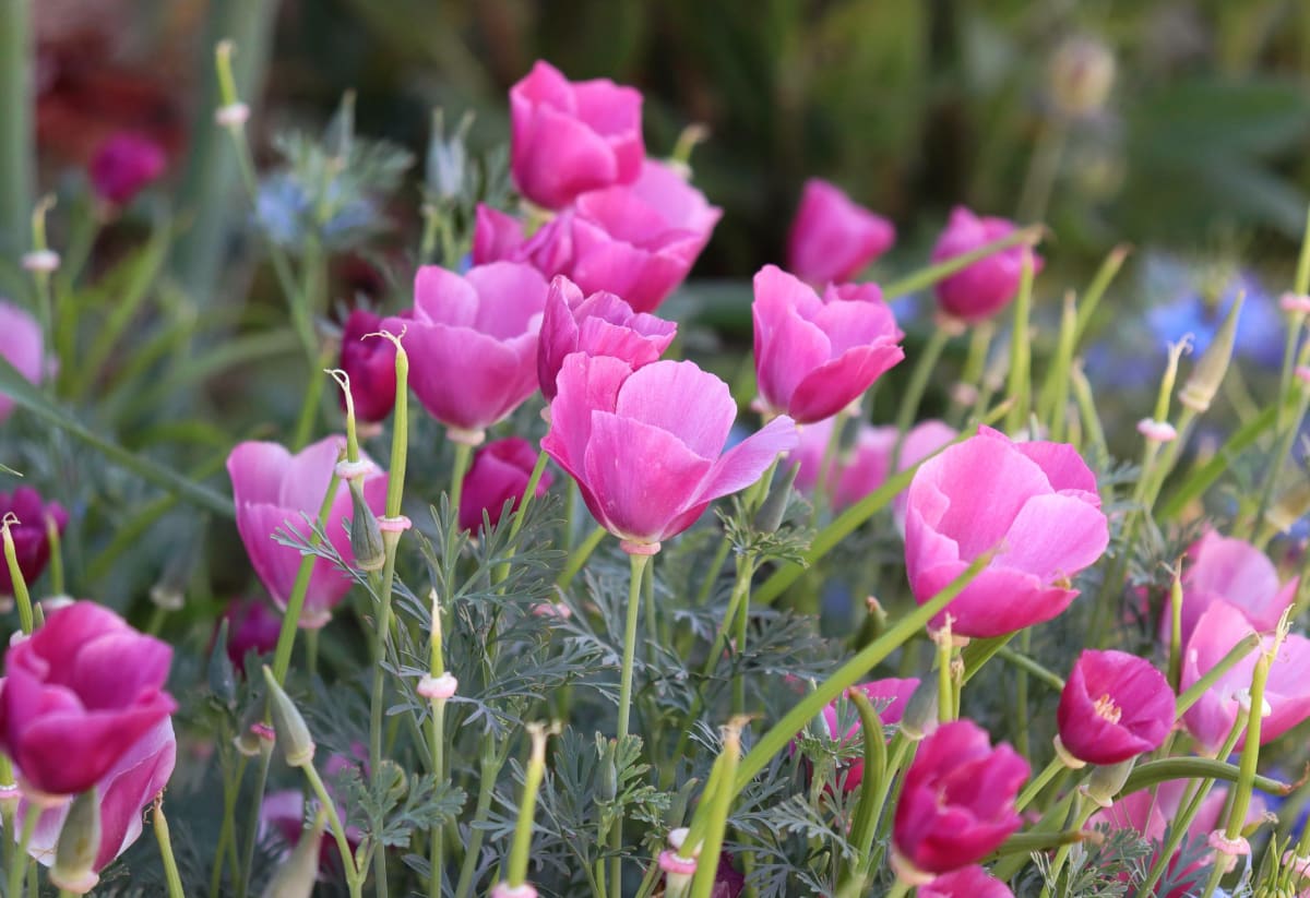 California Poppy 'Purple Gleam'