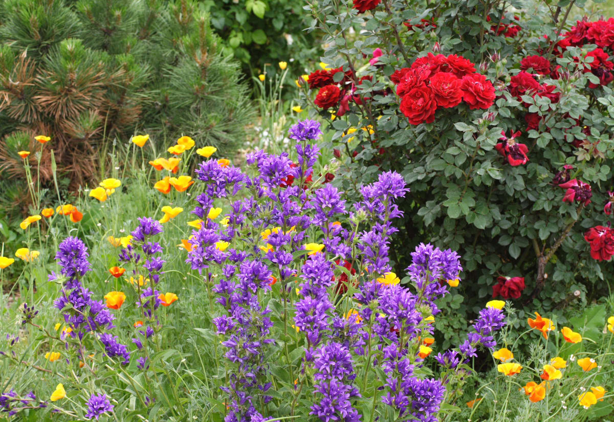 Campanula glomerata 'Superba'